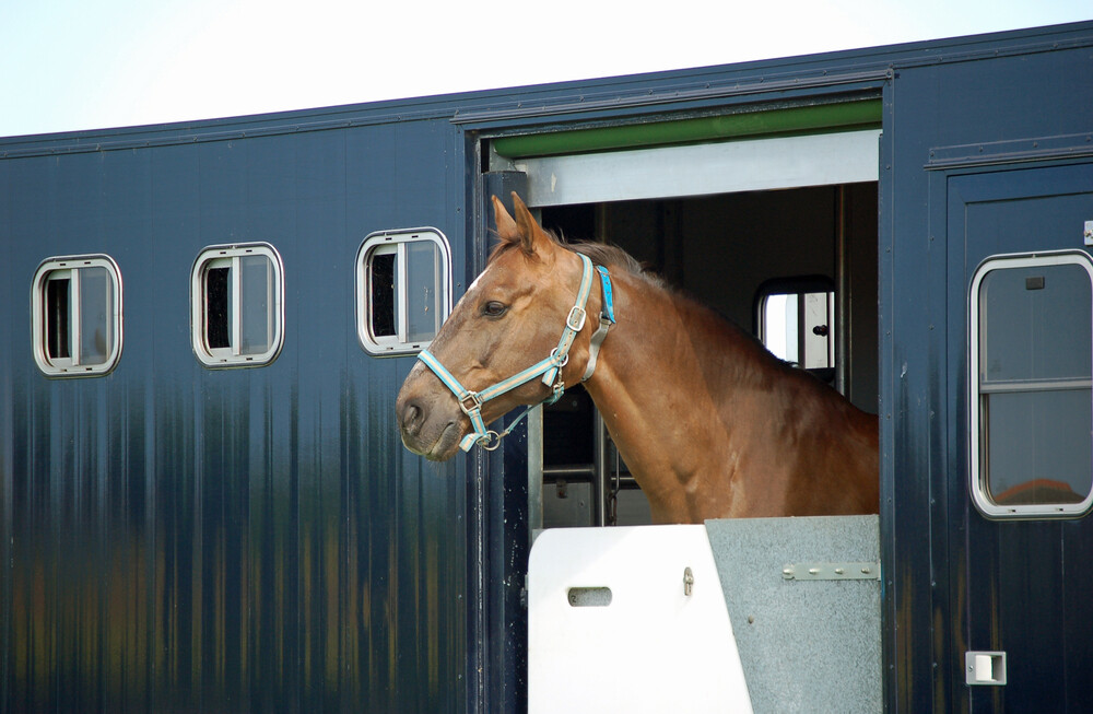 cavalo
