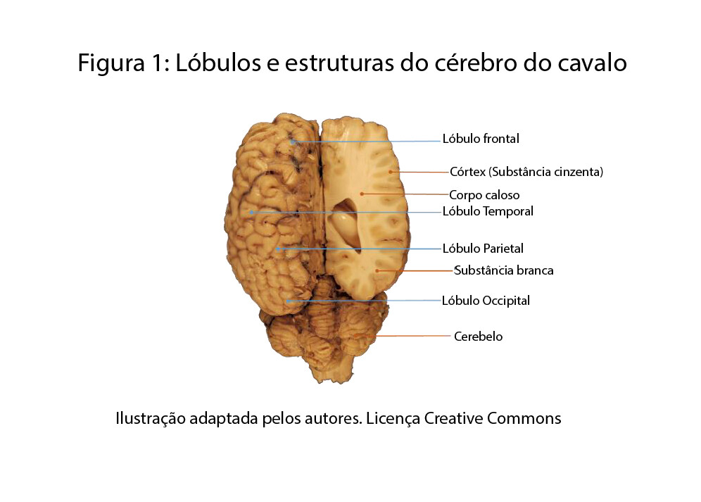 Desenhando um cavalo com auxílio do Hemisfério Direito do Cérebro