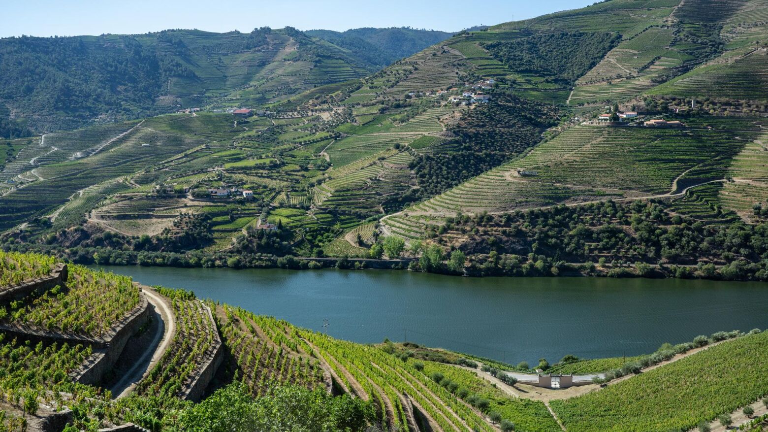 Douro distinguido como melhor região vinícola internacional nos prémios Wine Enthusiast 2025