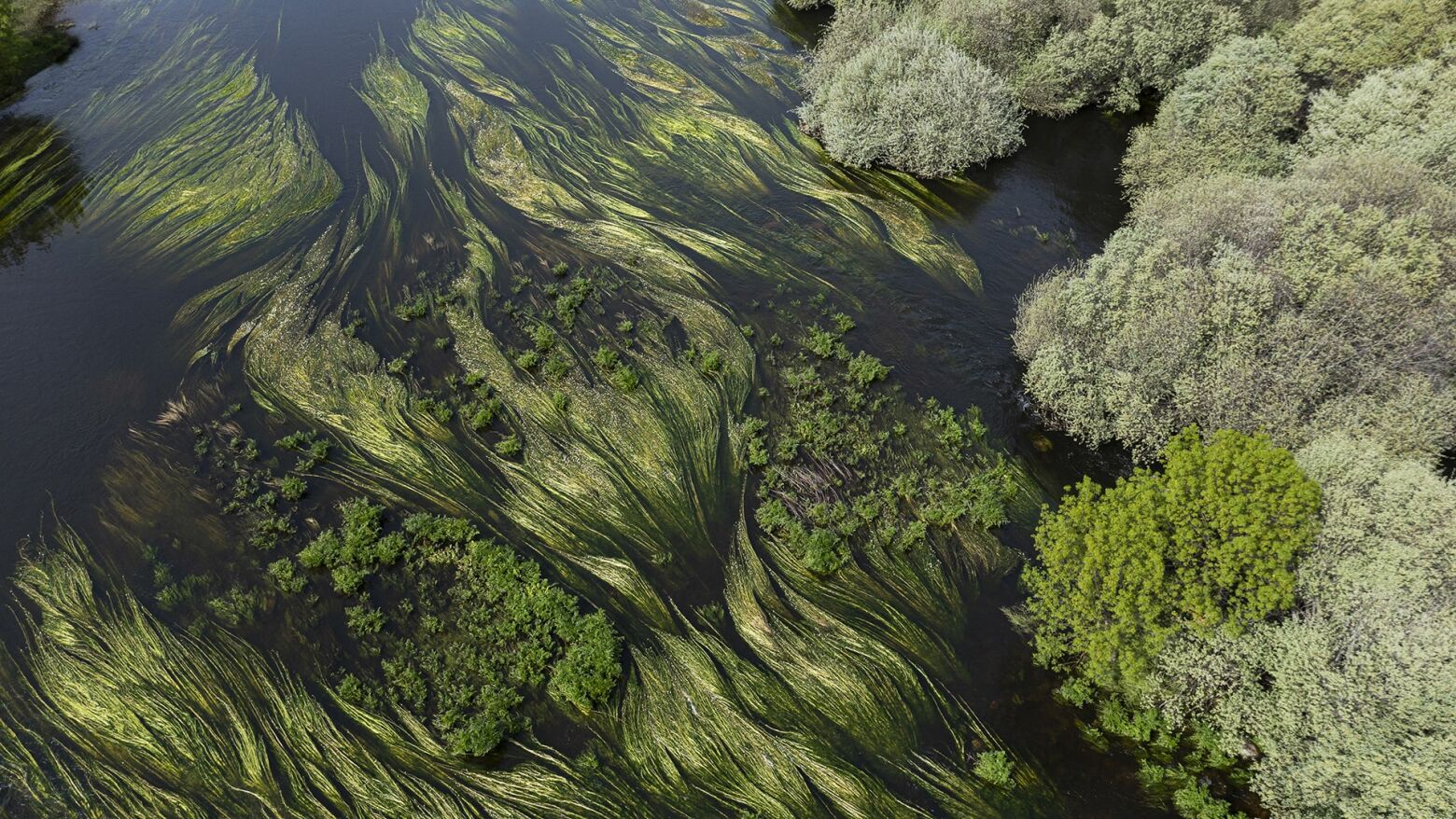 Documentário “Côa Mais Selvagem” conquista ouro na África do Sul e reforça impacto do rewilding português