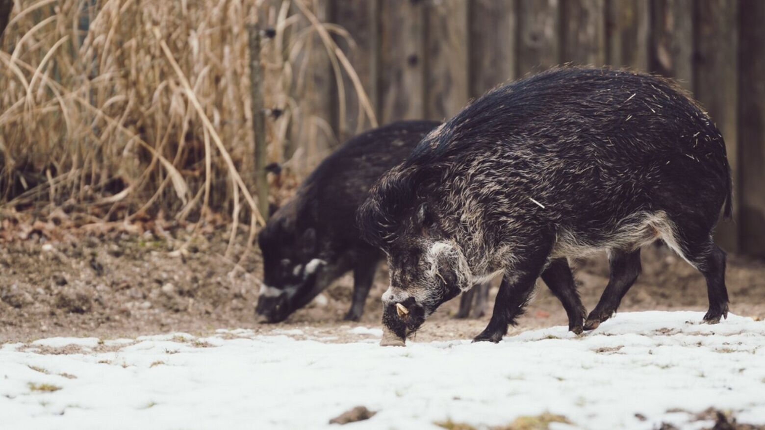 Primeiro mapa europeu estima quase 20 milh&otilde;es de javalis na Europa e cerca de 400 mil em Portugal