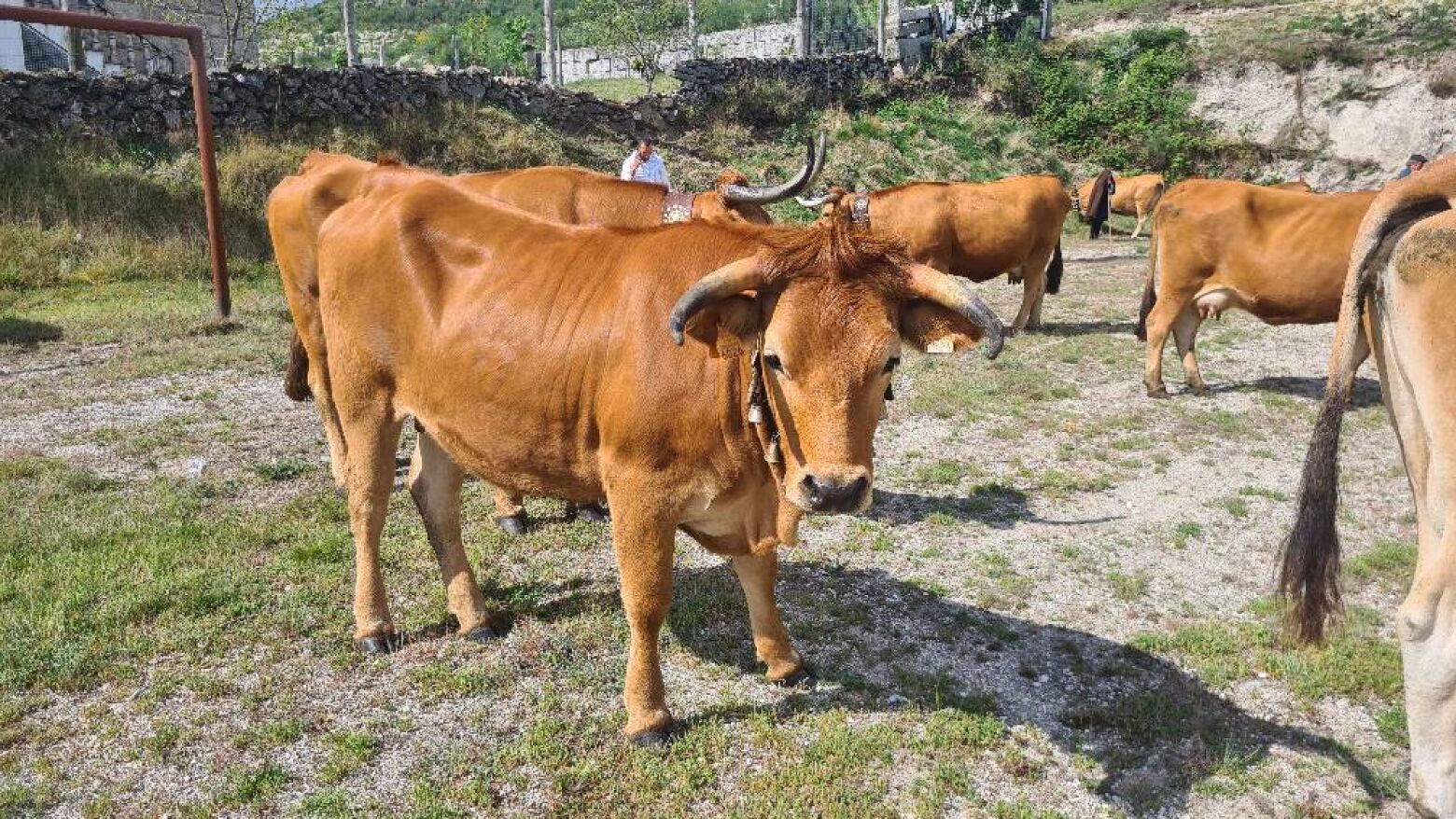 Felgueiras e Feir&atilde;o em Resende acolhem VII Mostra de Produtos em mar&ccedil;o