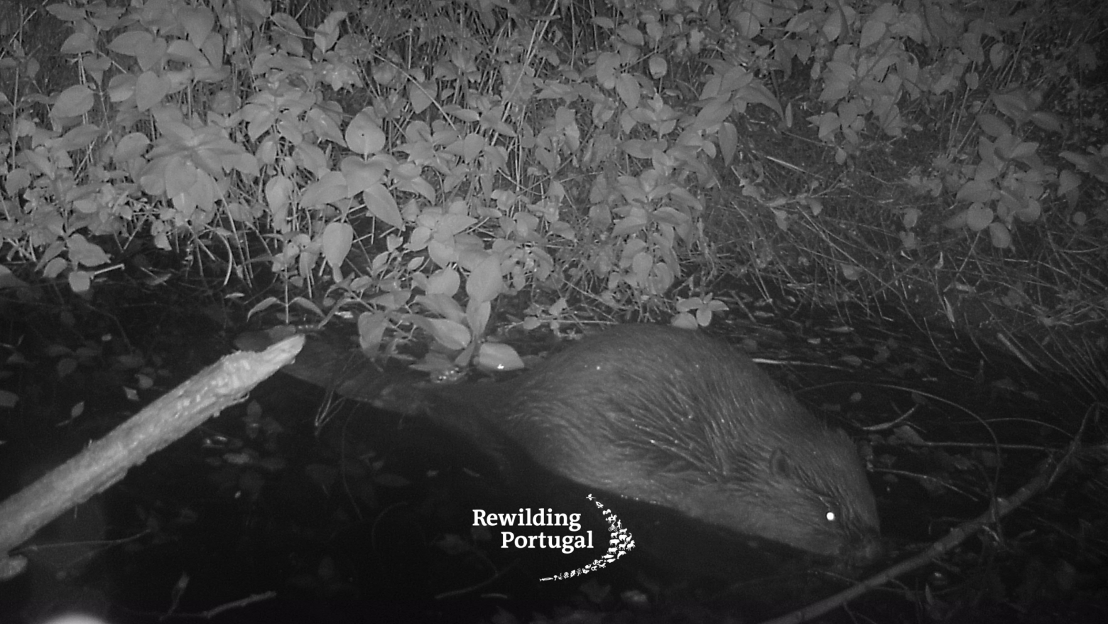 Castor-europeu regressa a Portugal mais de 500 anos depois
