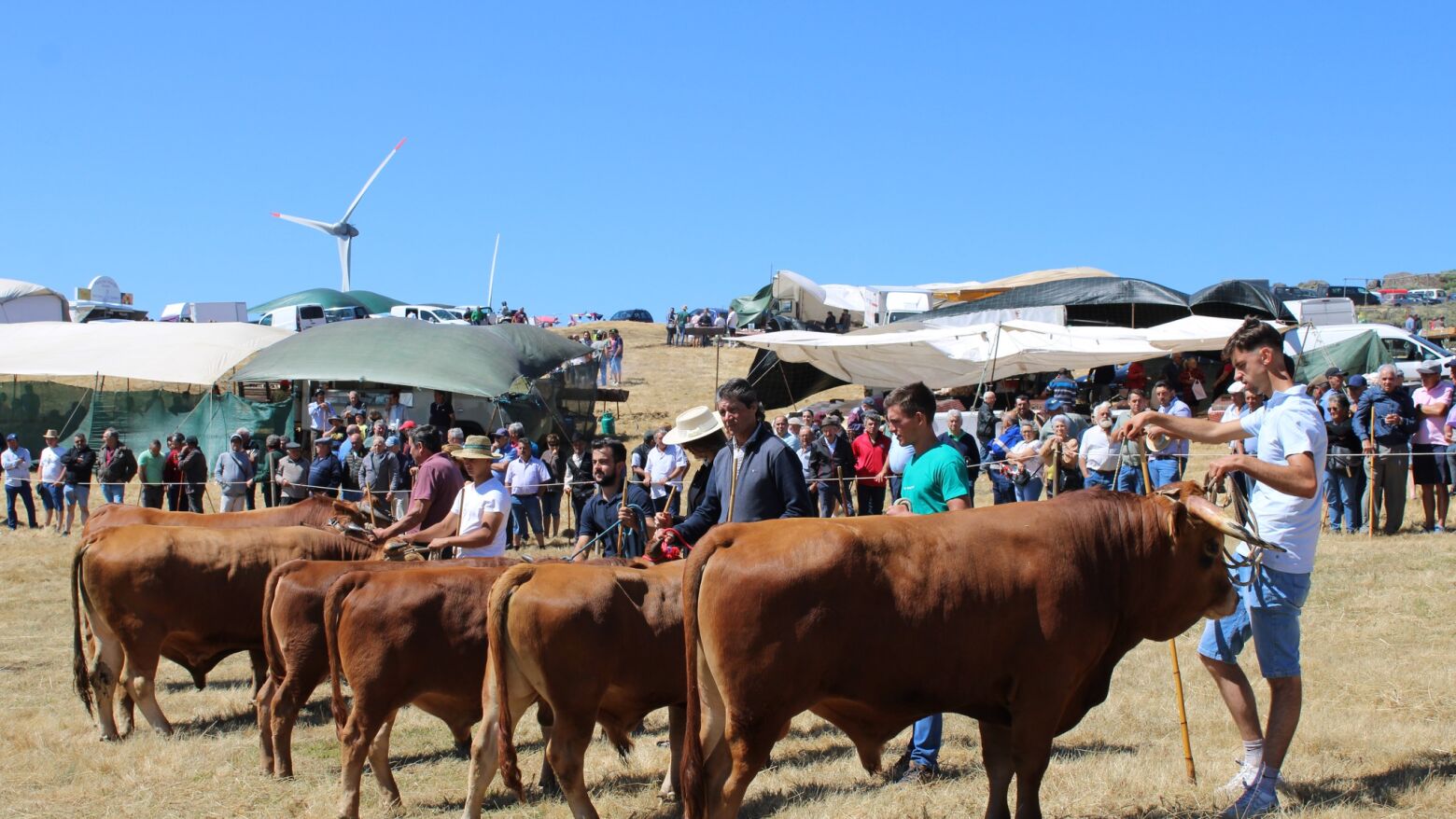Município de Resende entrega incentivos a produtores de gado na Feira de S. Cristóvão