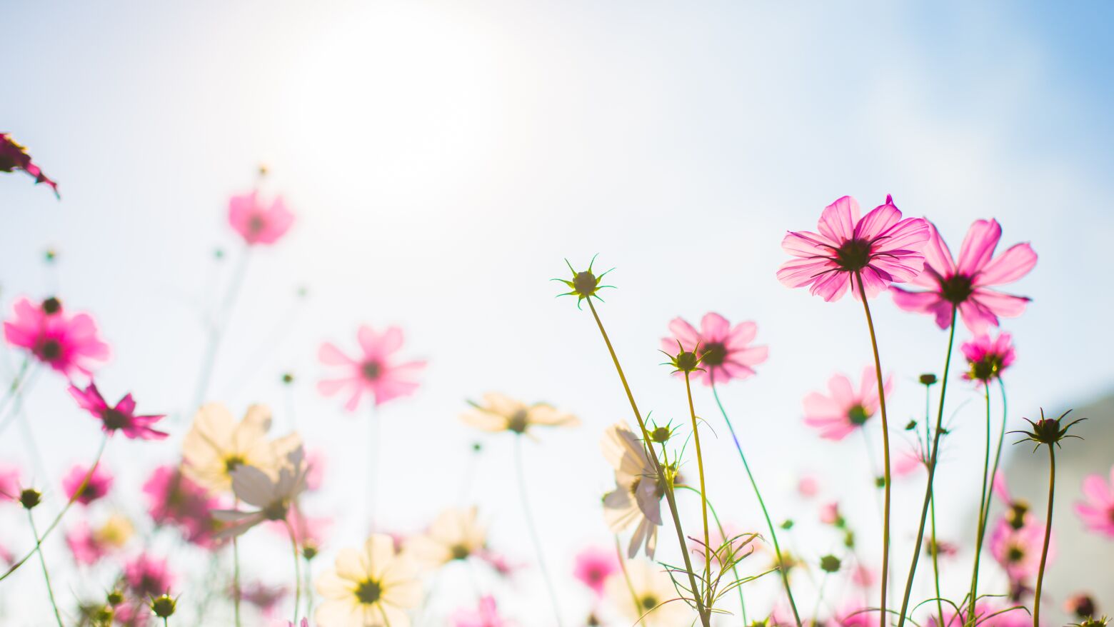 Tempo ameno e est&aacute;vel marca domingo no Grande Porto