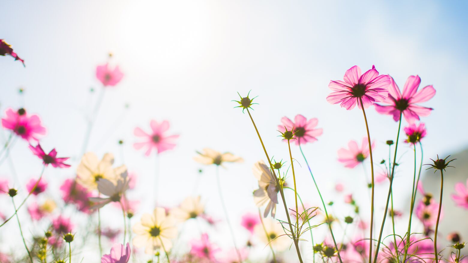 T&acirc;mega e Sousa: Subida dos term&oacute;metros e arrefecimento noturno acentuado