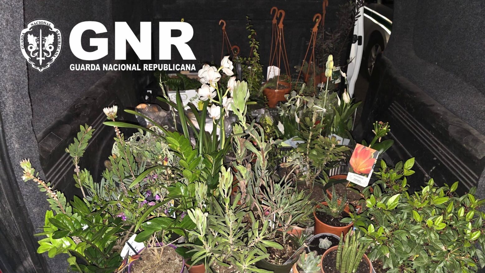 Furto em Penafiel: Mulher detida em flagrante a roubar dezenas de plantas num horto
