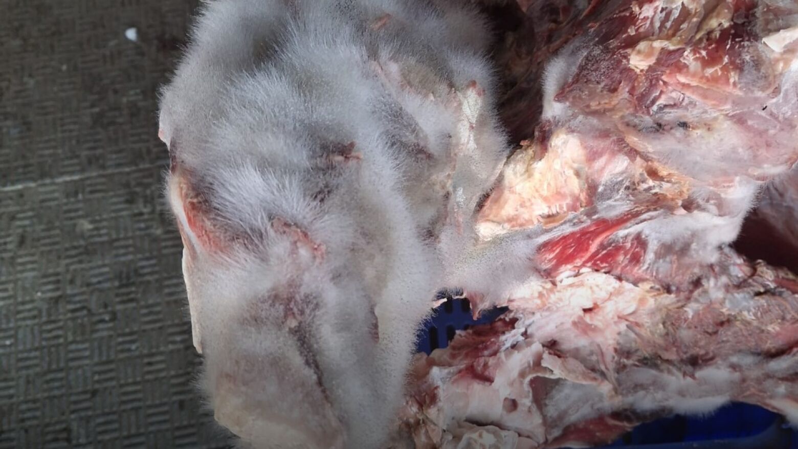 ASAE apreende 550 kg de carne e encerra sete estabelecimentos na Operação Páscoa Doce