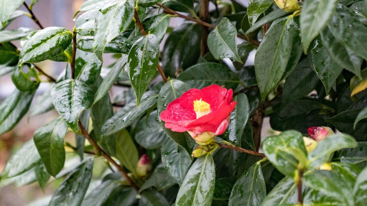 Celorico de Basto: "Capital das Cam&eacute;lias" abre inscri&ccedil;&otilde;es para a XXI Festa Internacional