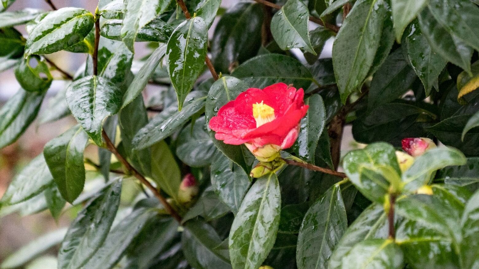 Celorico de Basto: Abertas inscri&ccedil;&otilde;es para os murais da XXI Festa Internacional das Cam&eacute;lias