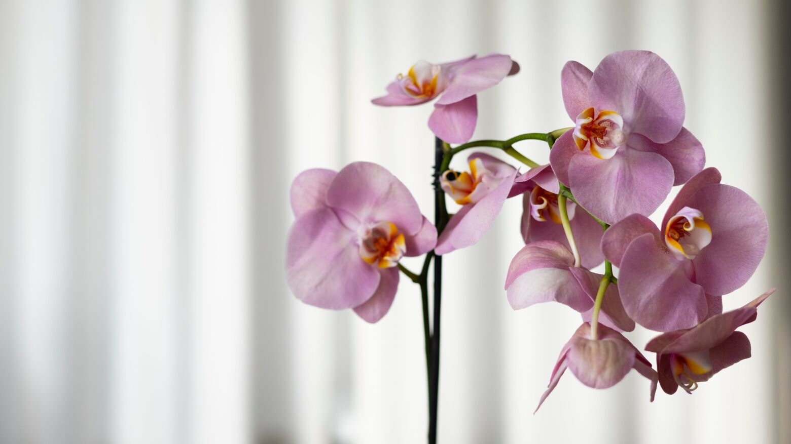 Felgueiras: Biblioteca Municipal recebe workshop gratuito sobre o cuidado de orqu&iacute;deas
