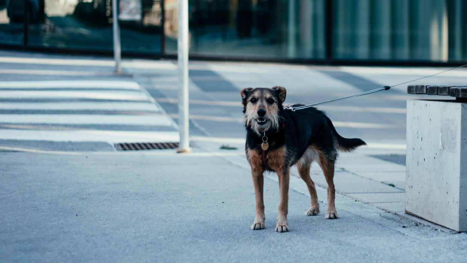 Cães intoxicados com “salsicha envenenada” no Porto: veterinários alertam donos