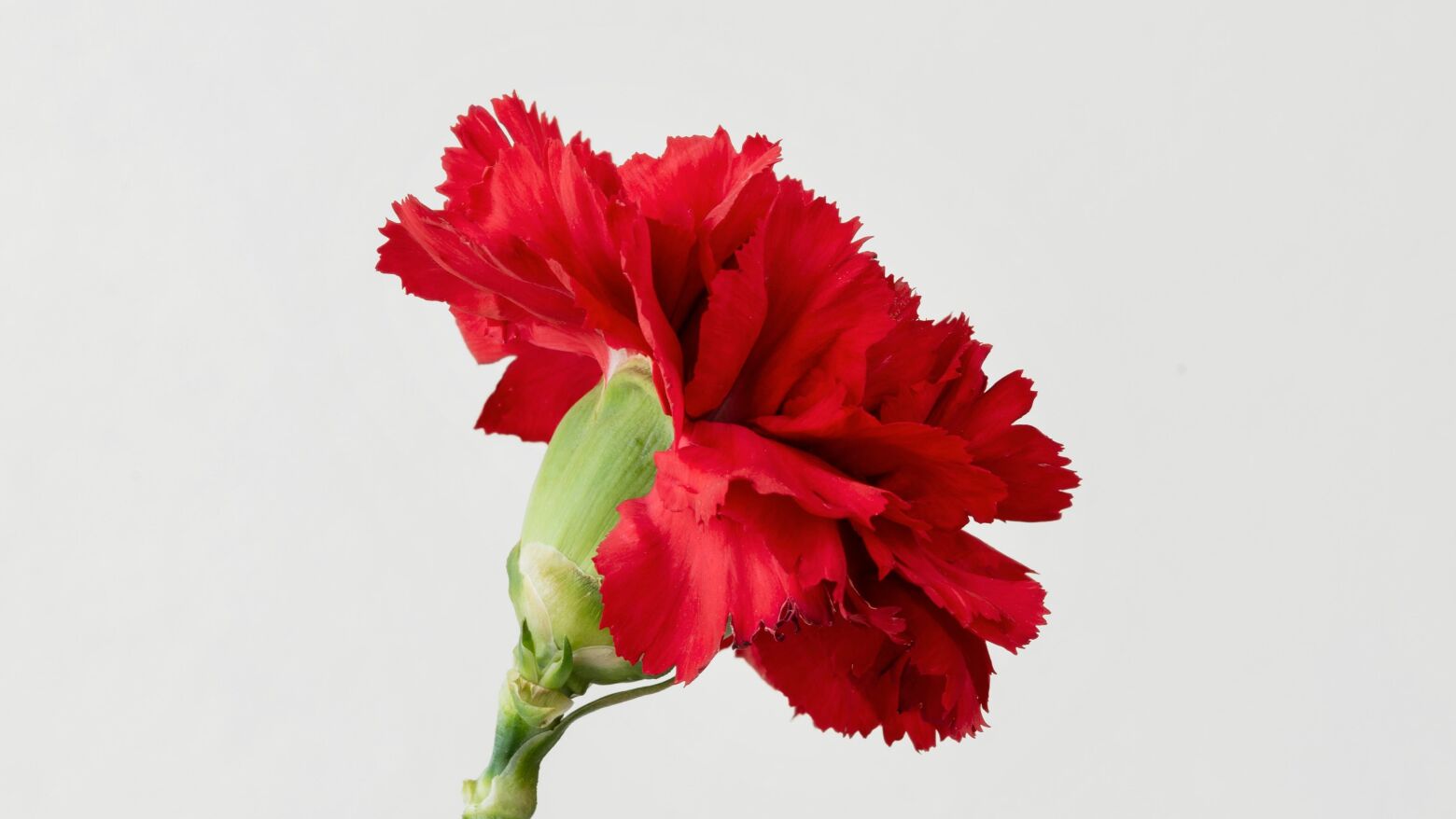 Felgueiras celebra 52.&ordm; anivers&aacute;rio do 25 de Abril com programa solene e m&uacute;sica