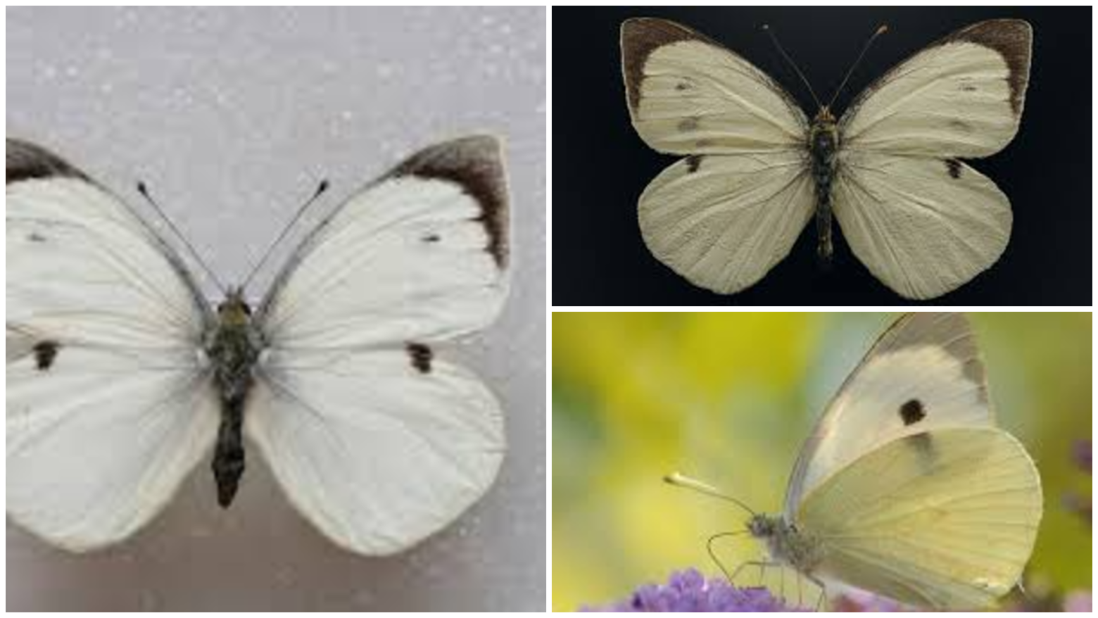 Rewilding Portugal alerta para extin&ccedil;&atilde;o da borboleta-branca-da-Madeira e apela a "a&ccedil;&atilde;o urgente" pelo restauro da natureza