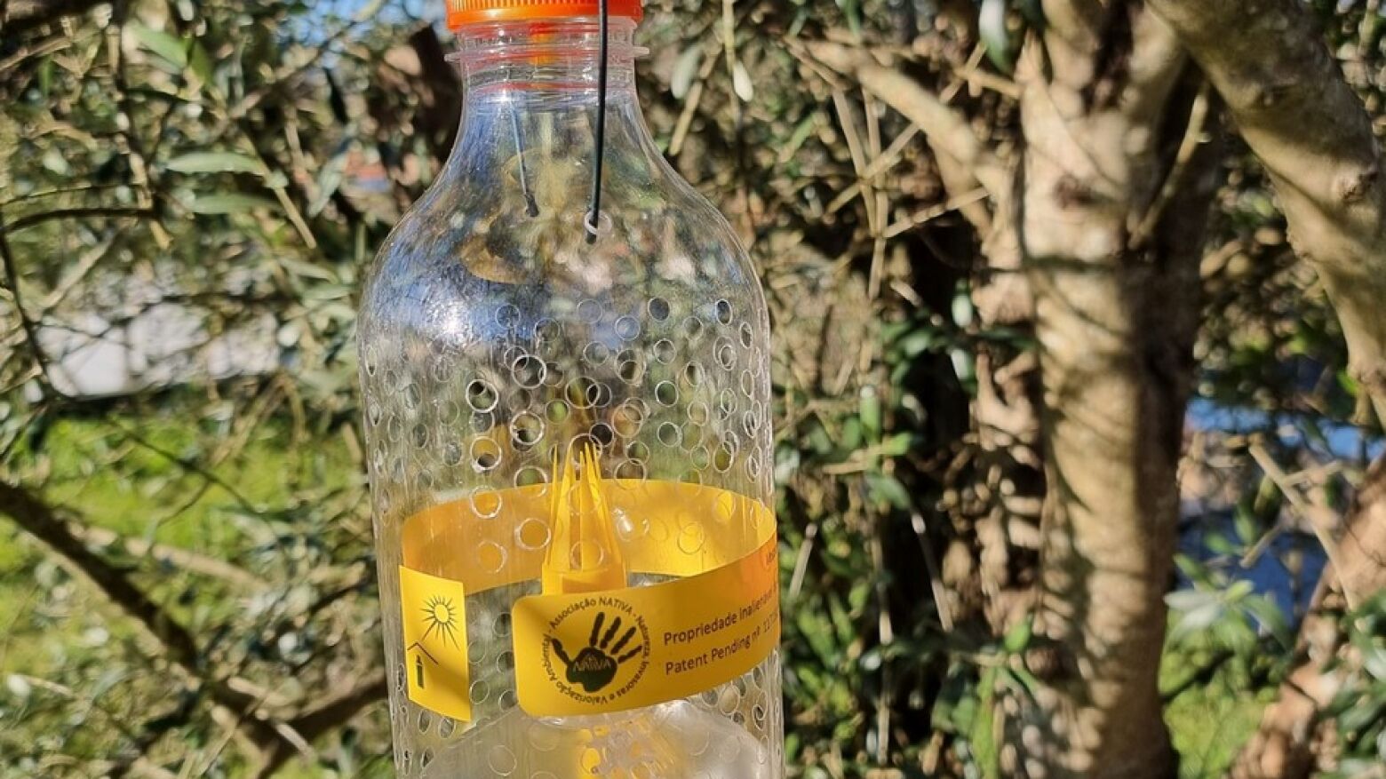 Lousada refor&ccedil;a combate &agrave; vespa velutina com distribui&ccedil;&atilde;o gratuita de armadilhas