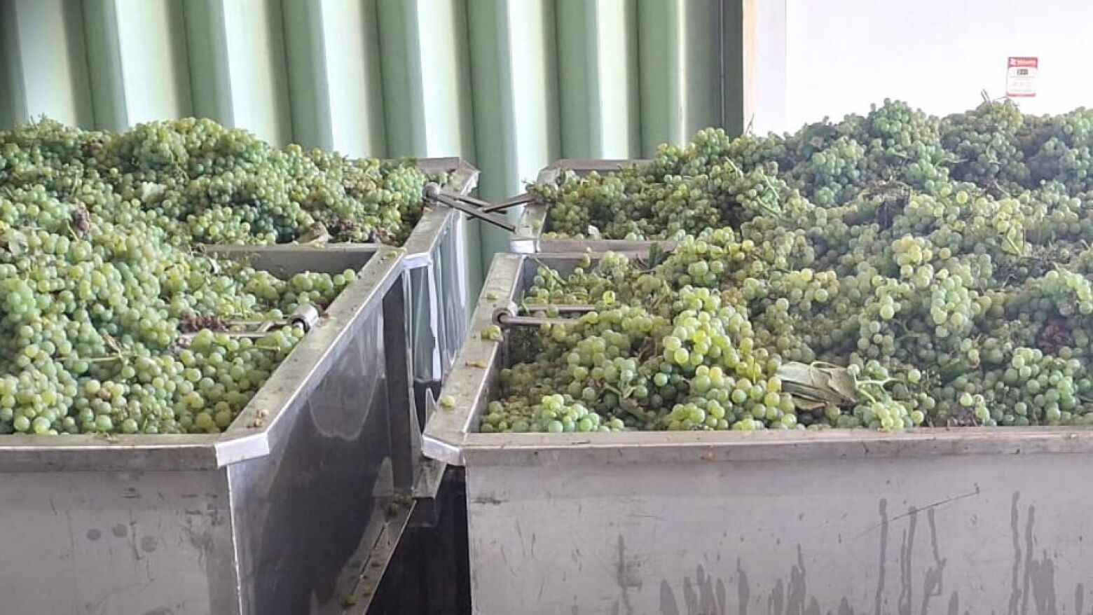ASAE, CVRVV e IVDP realizam ações de fiscalização nas regiões dos Vinhos Verdes e Douro no âmbito da “Operação Vindimas’25”