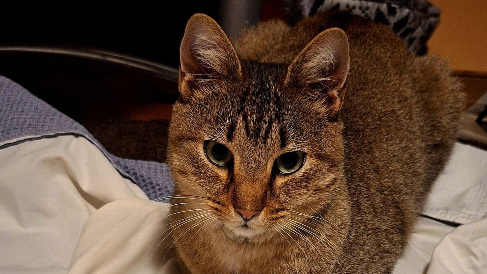 Uma aventura de 60 quil&oacute;metros. Gato desaparecido no Porto encontrado 4 meses depois em Braga