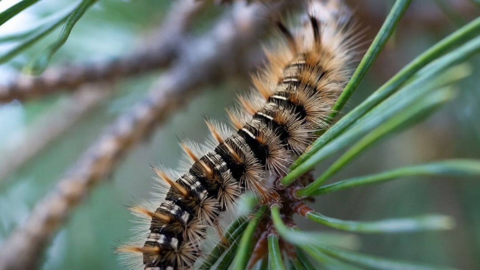 PSP emite alerta sobre os perigos da Lagarta do Pinheiro