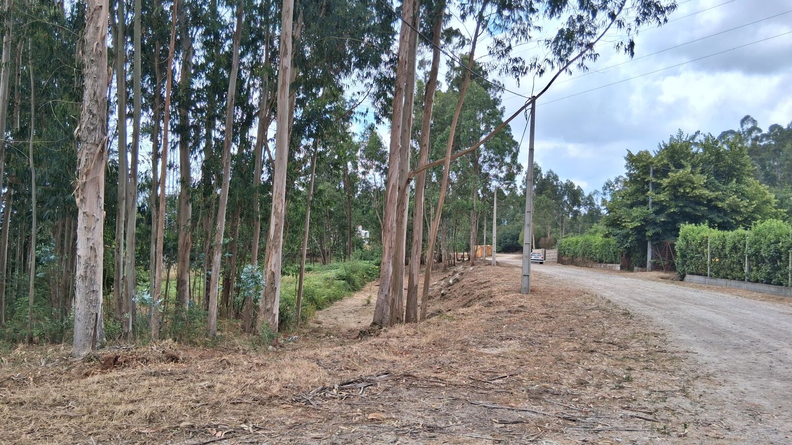 Pa&ccedil;os de Ferreira: Conclu&iacute;da execu&ccedil;&atilde;o de 22 hectares de faixas de gest&atilde;o de combust&iacute;vel