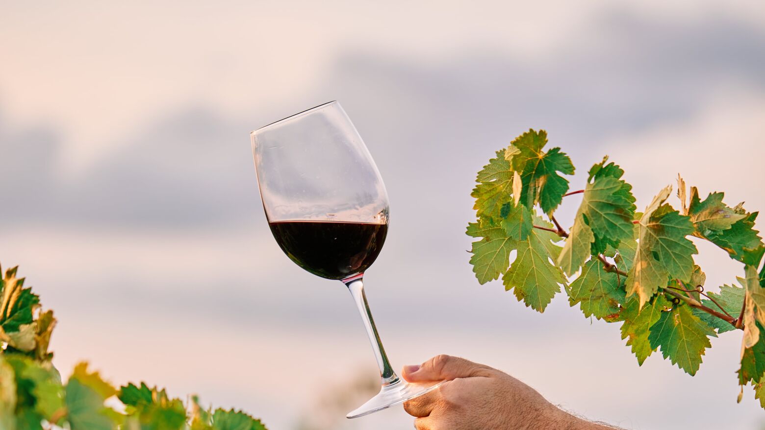 Setor vitivin&iacute;cola nacional coloca menos 23 milh&otilde;es de litros de vinho no mercado em 2025