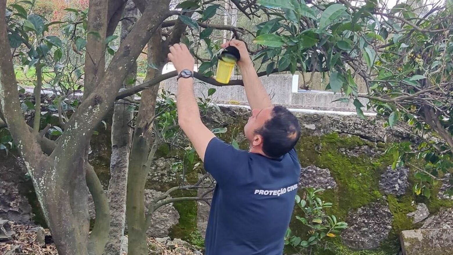 Paços de Ferreira intensifica combate à vespa asiática com campanha de armadilhas para 2026
