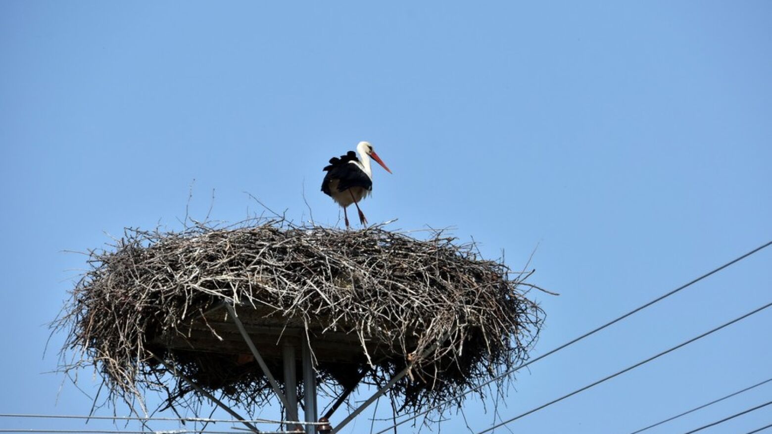 Minist&eacute;rio P&uacute;blico arquiva queixa do PAN sobre abate de ninho de cegonha em Gondomar
