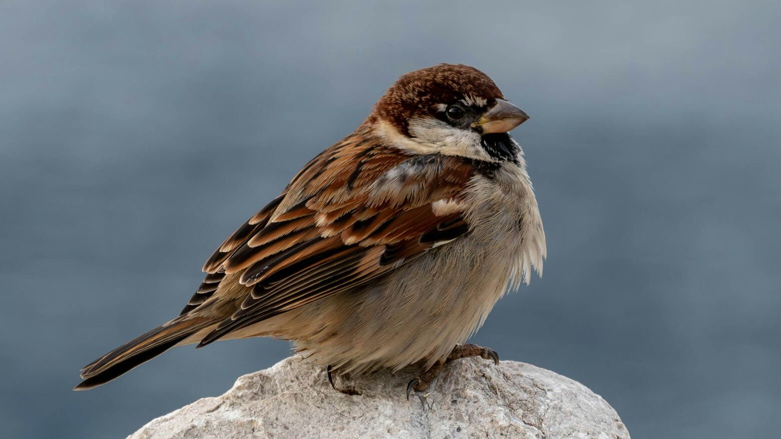 BioLousada assinala Global Big Day com observa&ccedil;&atilde;o de aves e pintura naturalista em Lousada