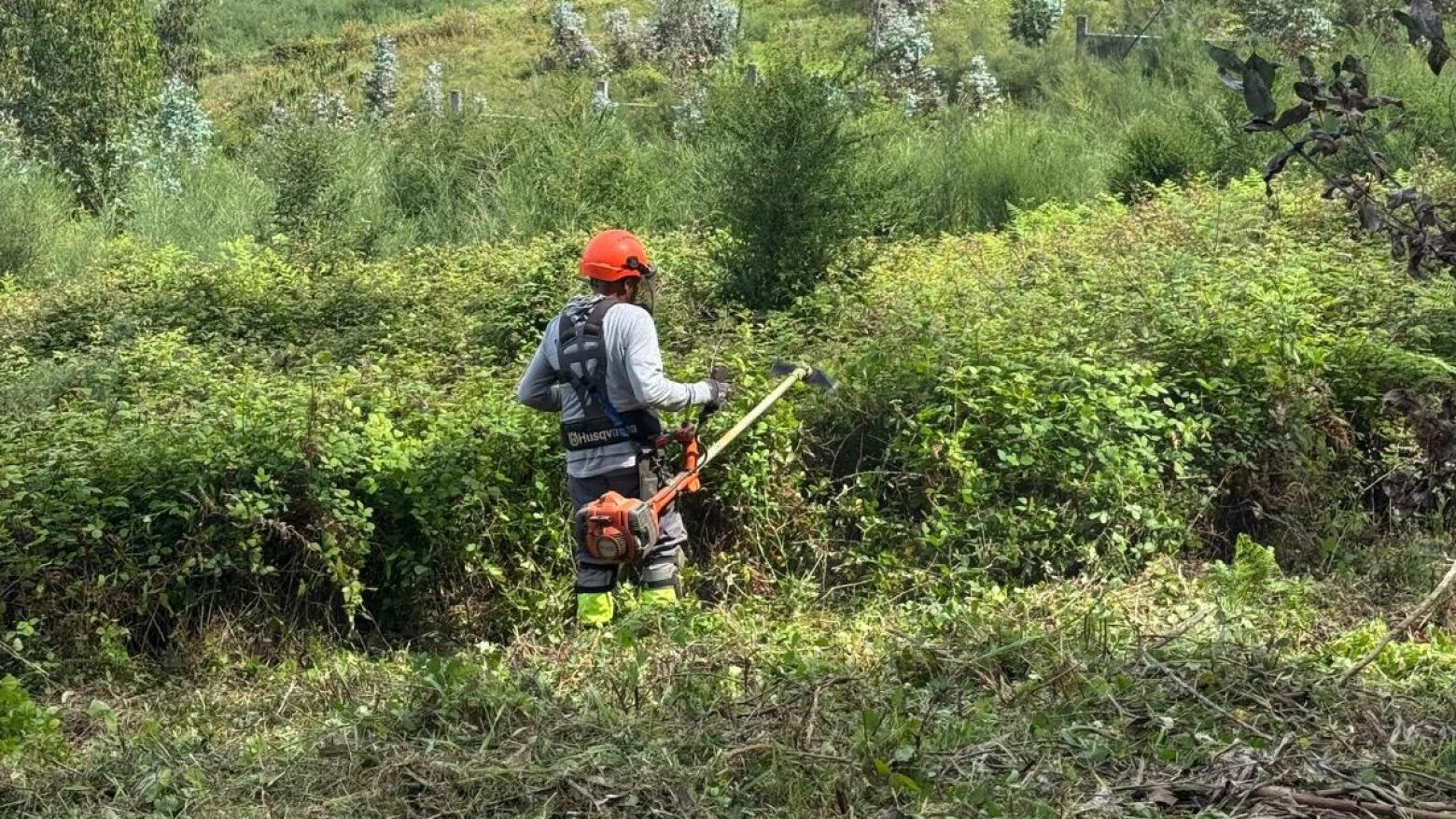 Pa&ccedil;os de Ferreira arranca com trabalhos de preven&ccedil;&atilde;o de inc&ecirc;ndios florestais