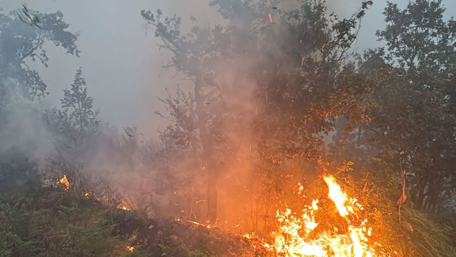 Proteção Civil registou hoje 65 incêndios rurais e mobilizou mais de 2 mil operacionais