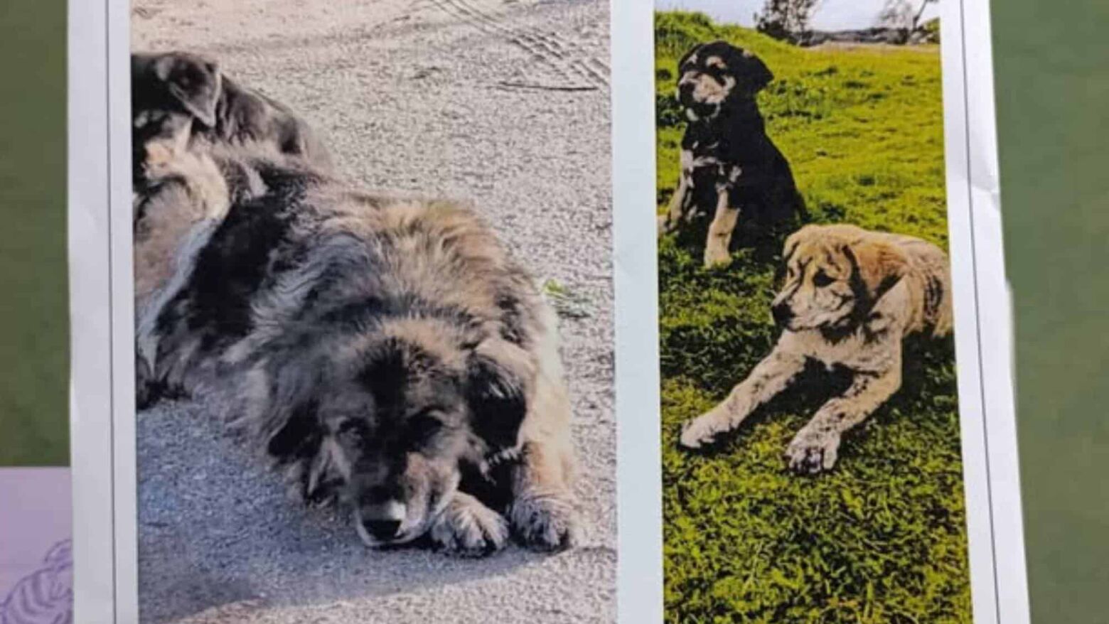 Donos procuram cães desaparecidos em Baião
