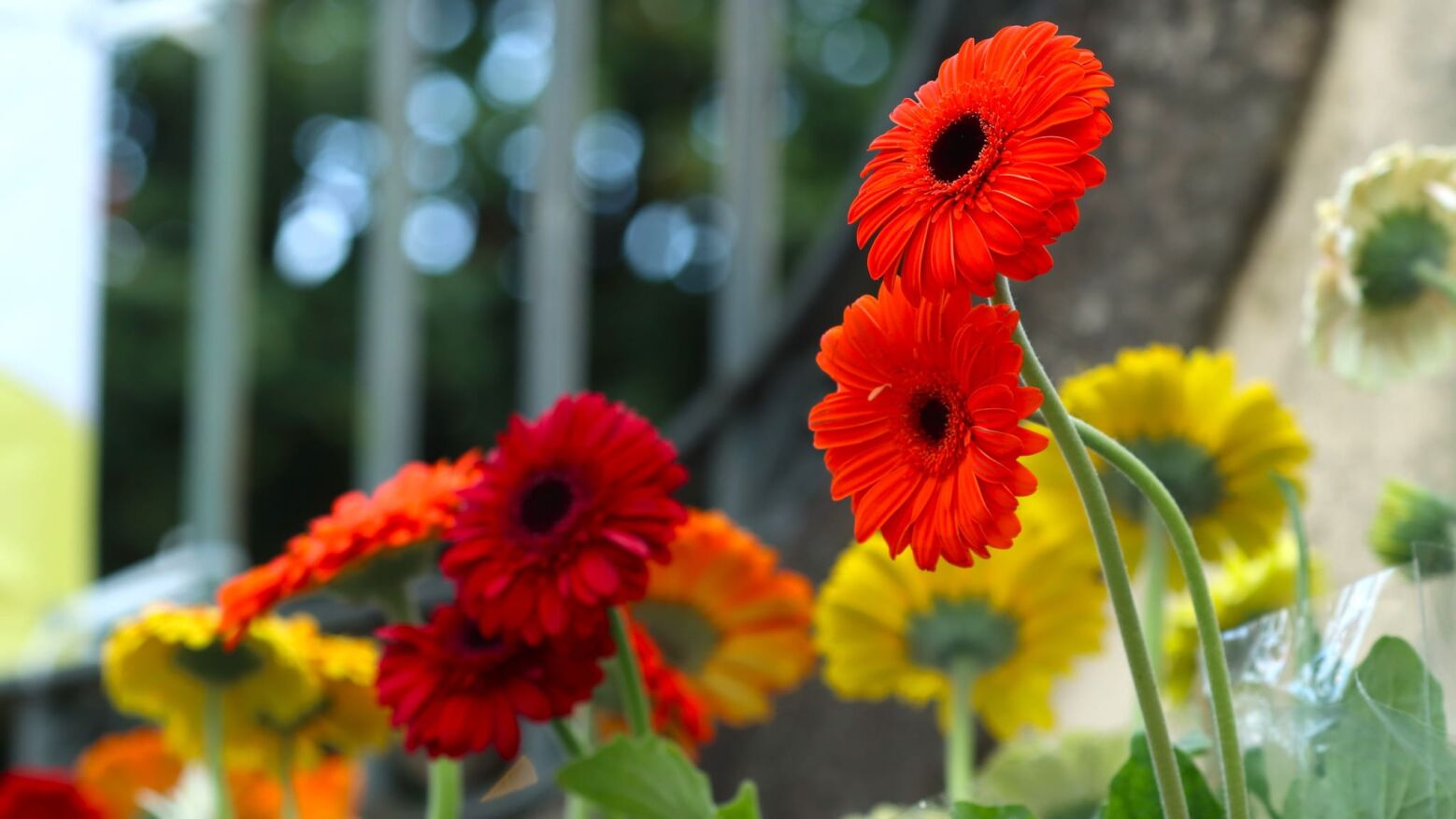Primavera Festival da Flor enche as ruas de Paredes de cor, luz e tradi&ccedil;&atilde;o at&eacute; 29 de mar&ccedil;o