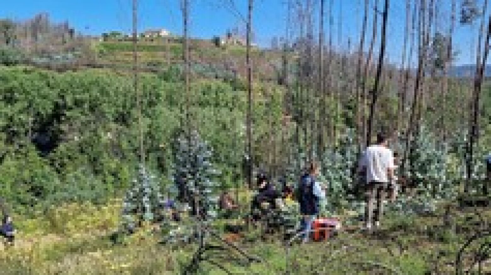 Ser+ Ambiente: novos alunos universitários atuam em área afetada por incêndios de 2024 em Gondomar