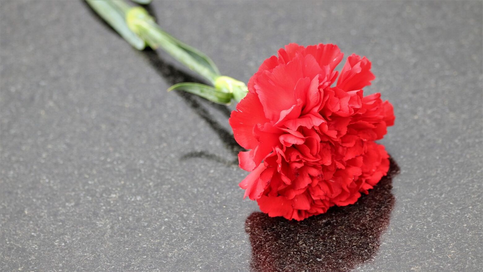 Castelo de Paiva promove exposi&ccedil;&atilde;o art&iacute;stica comunit&aacute;ria para celebrar os valores de Abril