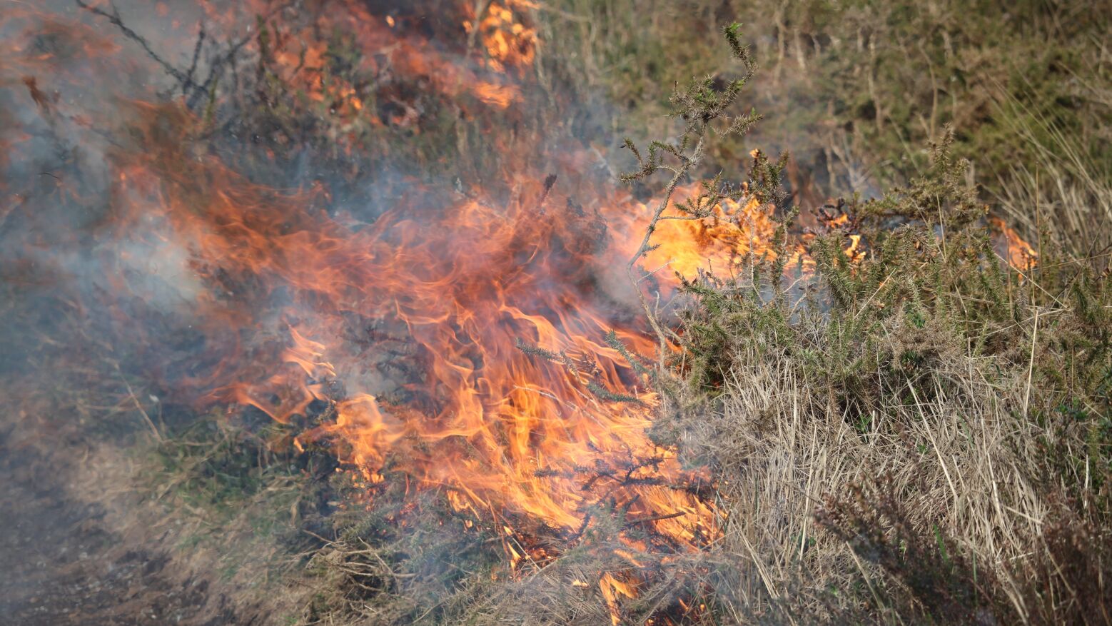 Resende: Homem detido em flagrante ap&oacute;s queima autorizada consumir 17 hectares de floresta