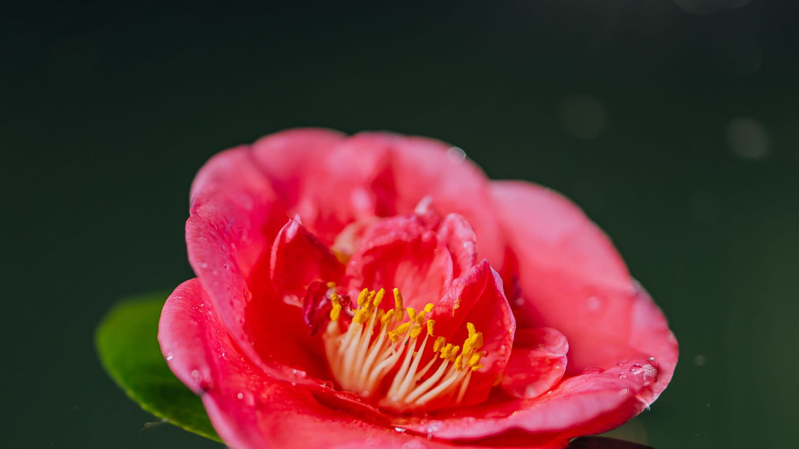 Celorico de Basto anuncia os vencedores do Pr&eacute;mio de Fotografia &ldquo;Camellia&rdquo;