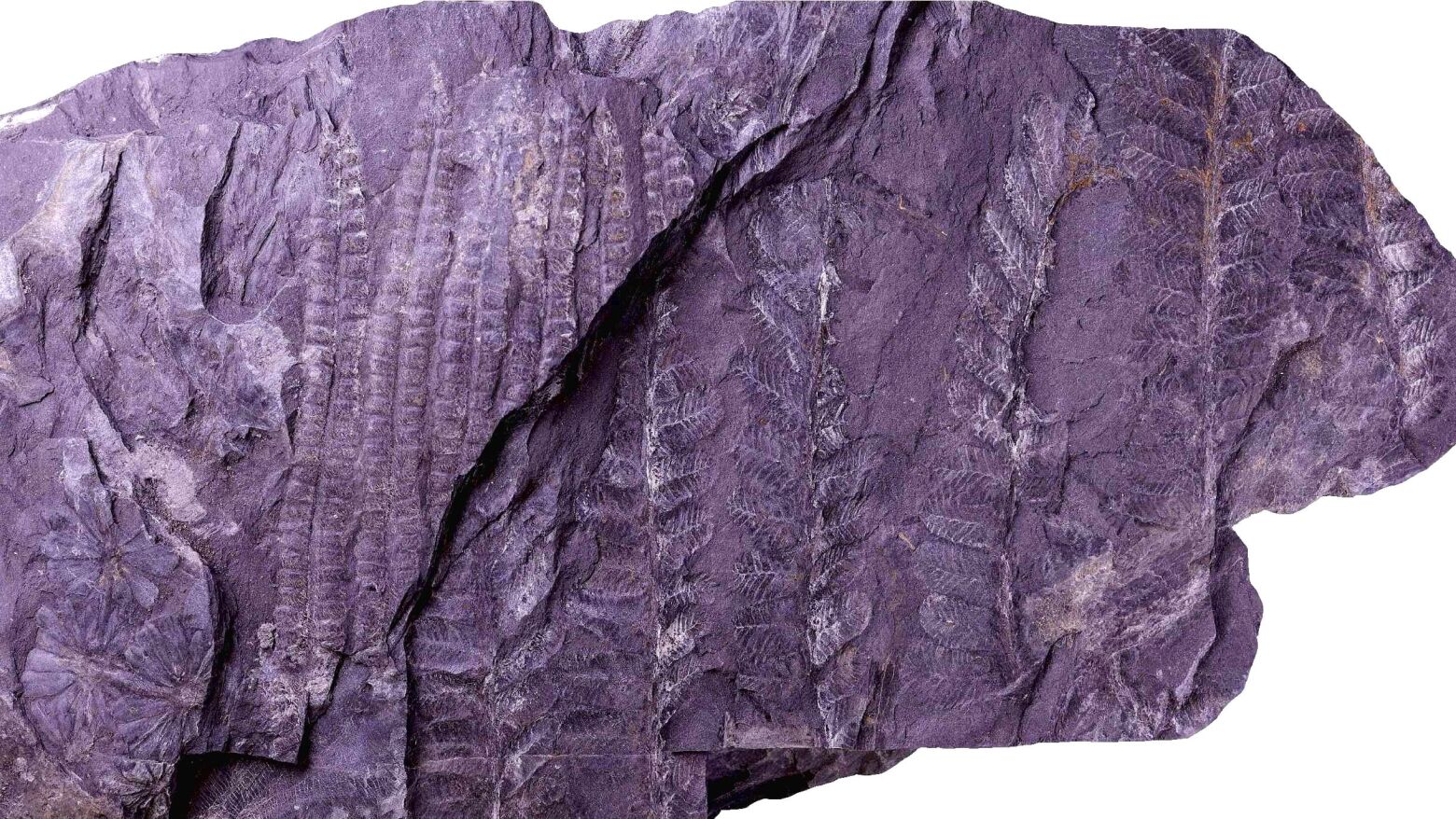 Paleontologia: Investigador da UTAD identifica planta f&oacute;ssil com 300 milh&otilde;es de anos