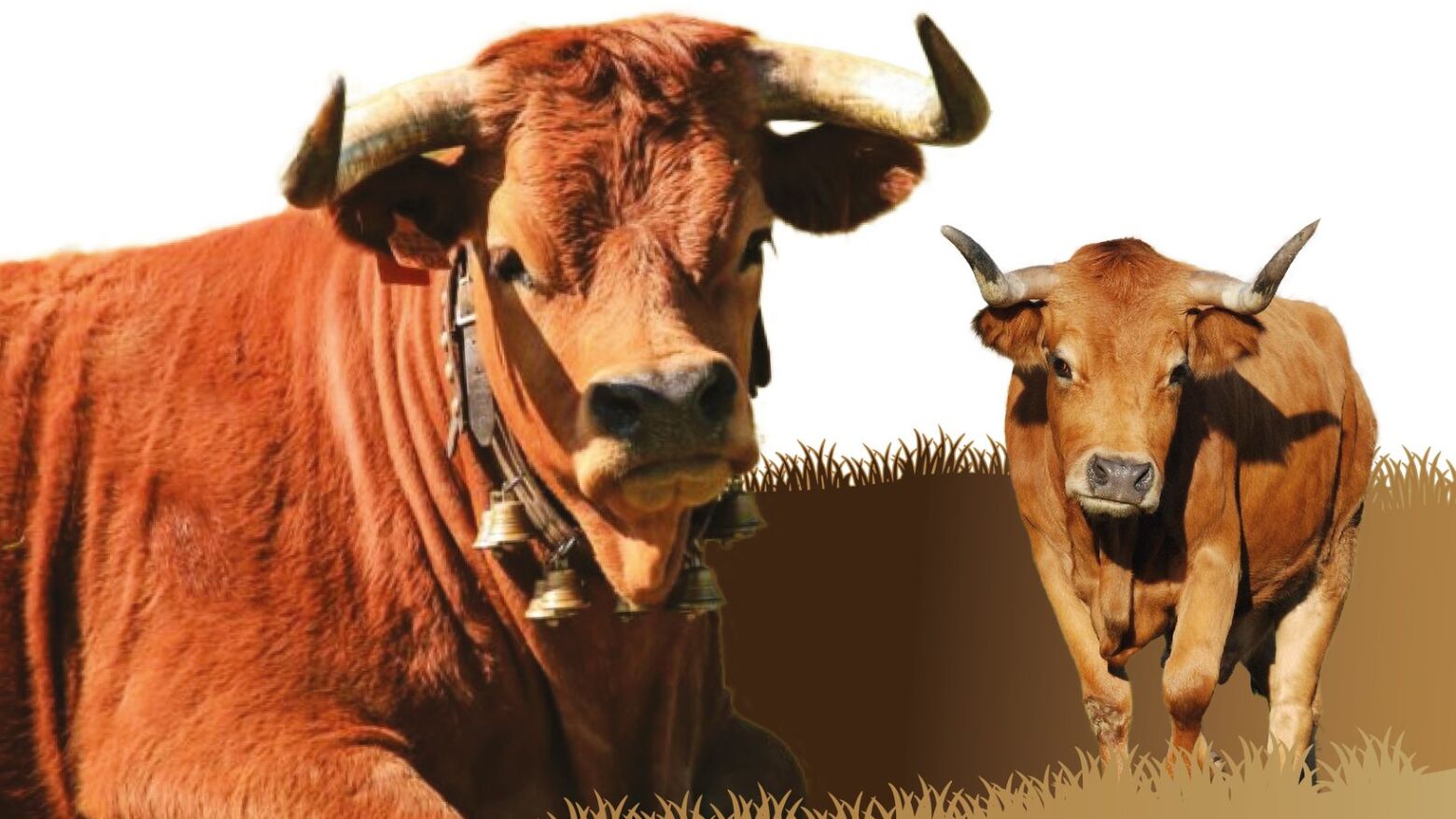 Feira do Gado do Marco de Canaveses regressa integrada na Noite Verde