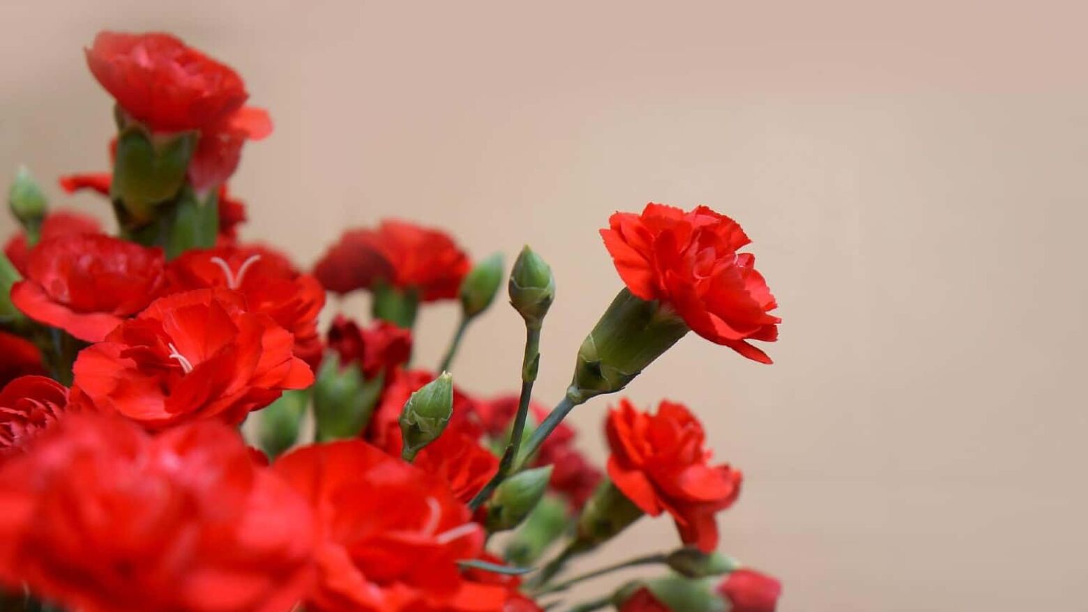 Lousada celebra os 52 anos da Revolu&ccedil;&atilde;o de Abril com programa cultural vasto durante todo o m&ecirc;s