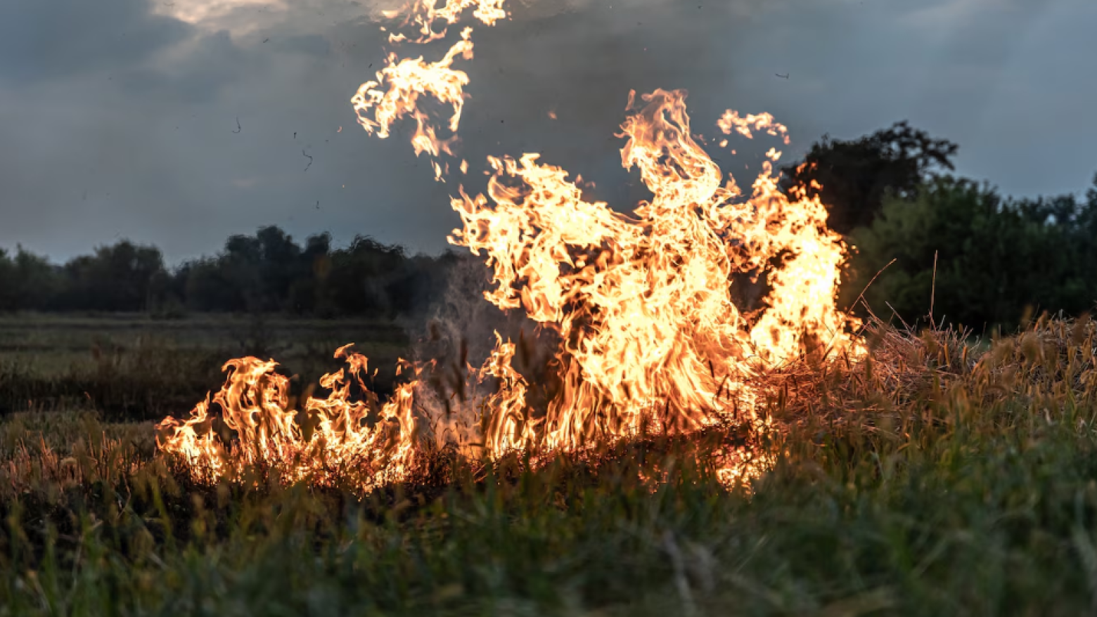PJ detém suspeito de provocar três incêndios florestais em Vila Real
