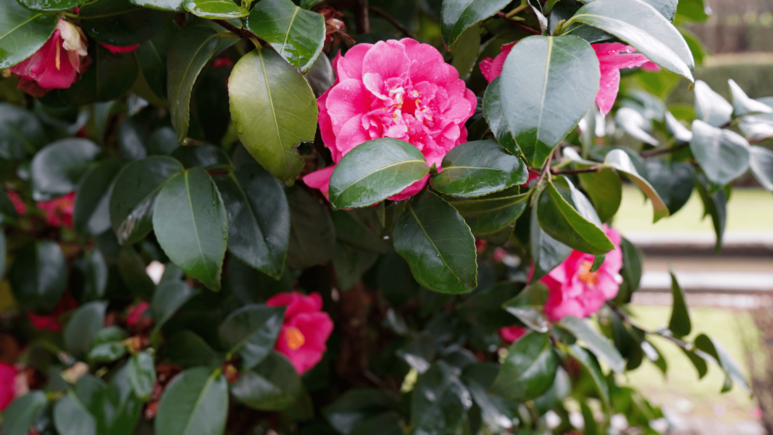 XXI Festa Internacional das Cam&eacute;lias em Celorico de Basto: Conhe&ccedil;a os condicionamentos de tr&acirc;nsito e estacionamento