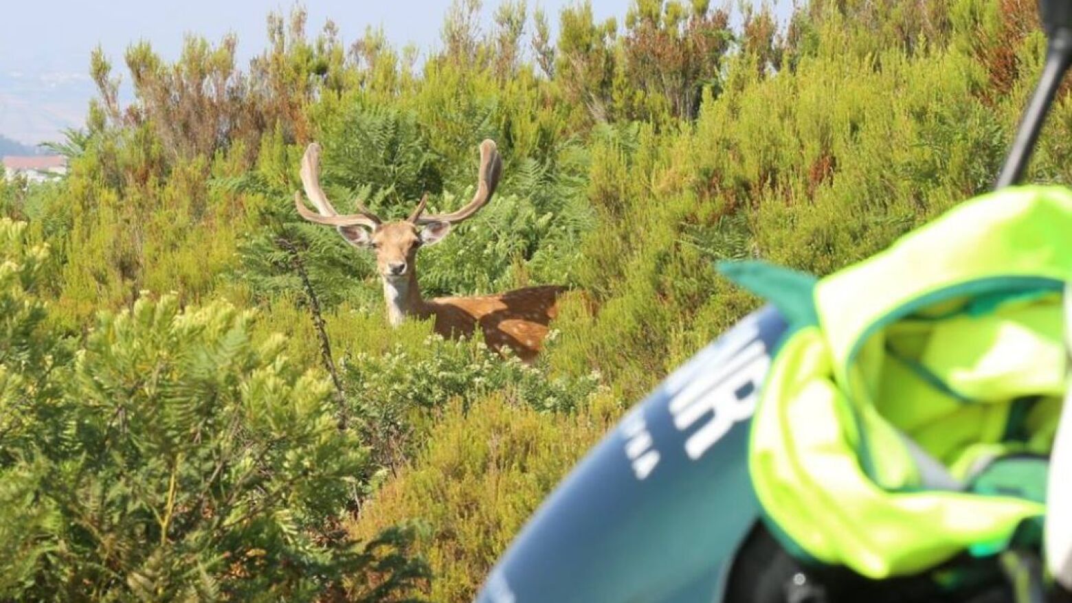 Dia Mundial da &Aacute;rvore: GNR alerta para subida de 31% nos inc&ecirc;ndios rurais em 2025