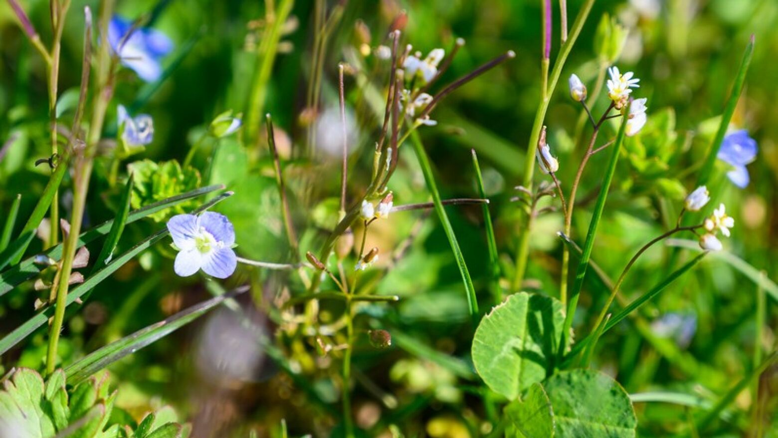 Pa&ccedil;os de Ferreira: Observat&oacute;rio Ambiental organiza passeio bot&acirc;nico dedicado a plantas silvestres comest&iacute;veis