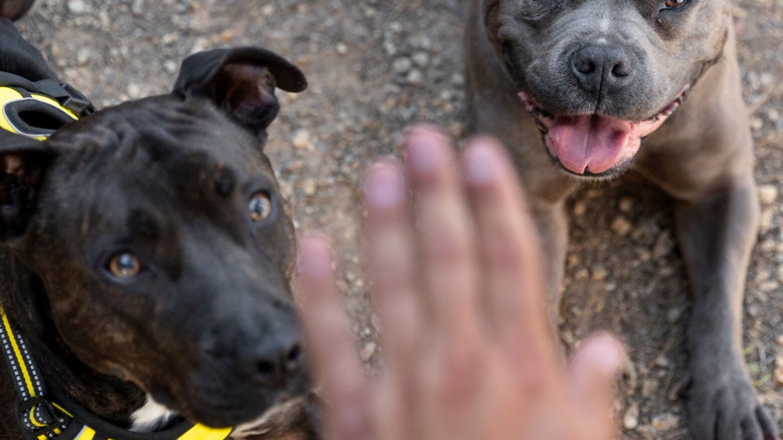Cães afugentam assaltantes que sequestraram o dono no Porto para roubar casa em Castelo de Paiva
