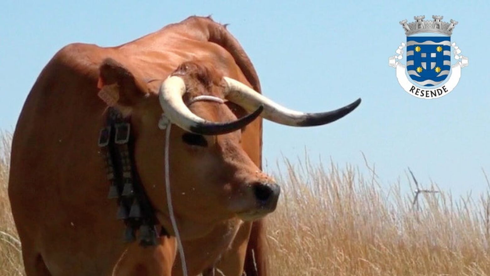 Resende: Munic&iacute;pio aprova aumento dos incentivos financeiros para produtores de gado