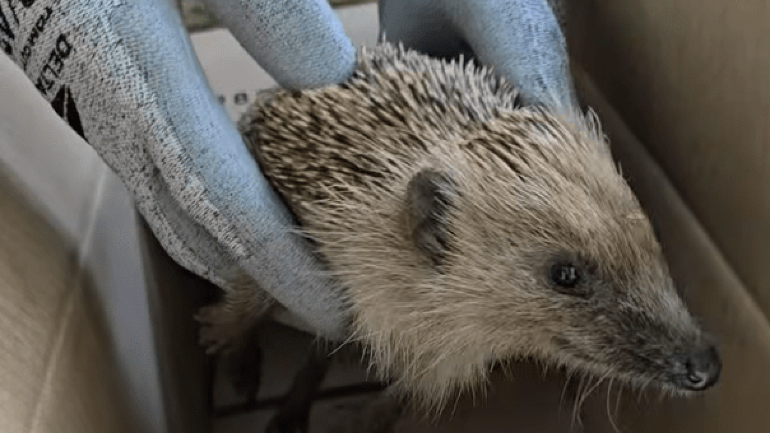 Observatório Ambiental de Paços de Ferreira salva ouriço-cacheiro e garante recuperação no Parque Biológico de Gaia