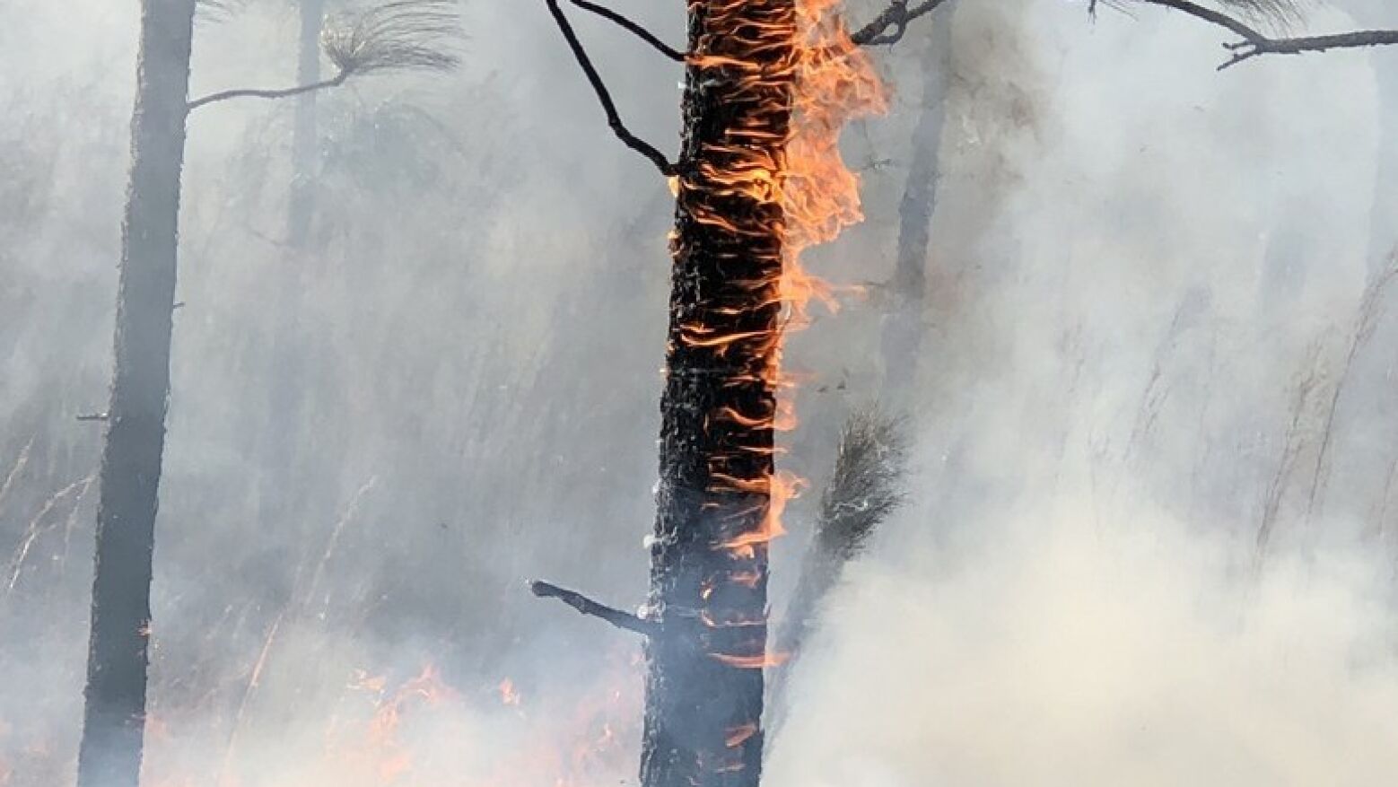 Incêndio entre Celorico de Basto e Amarante mantém frente ativa