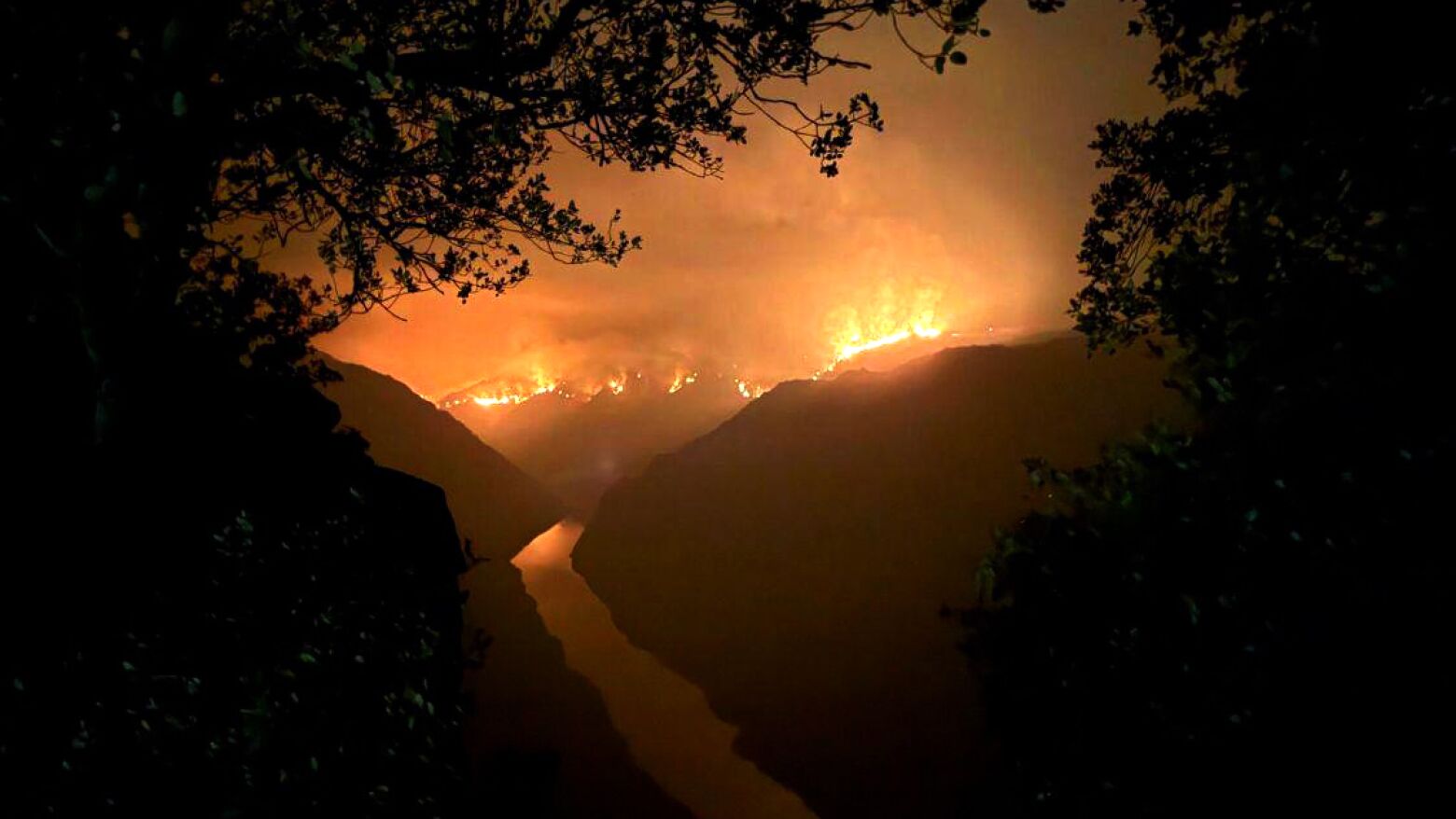 Incêndio destrói ninhos de abutre-preto no Douro Internacional e compromete recuperação da espécie