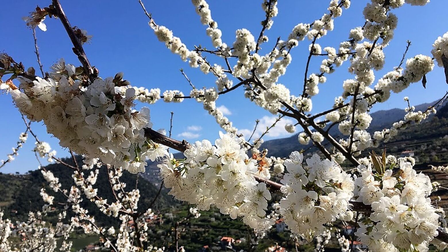 Festa da Cerejeira em Flor está de volta para celebrar a tradição a paisagem de Resende