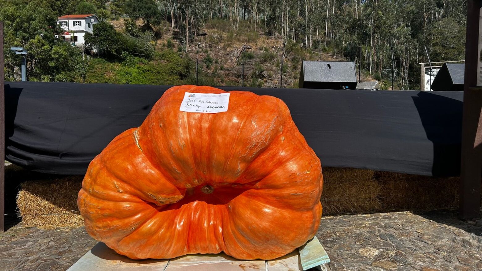 Abóbora de 857 quilos vence VII Concurso de Hortícolas Gigantes em Paredes