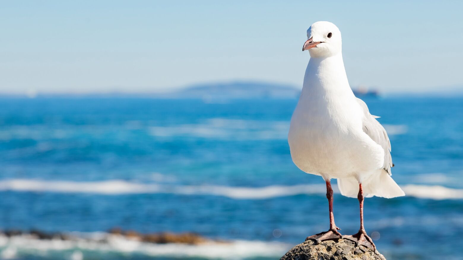 Águias afastam gaivotas da praia de Matosinhos para combater poluição da água